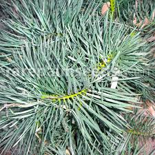 Image result for Macrotyloma stenophyllum