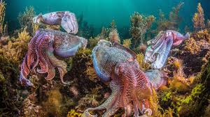 World Octopus And Squid Populations Are Booming Science Aaas