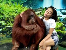 Rizieq akan diputus dalam perkara kerumunan petamburan, jakarta pusat dan megamendung, bogor. Panduan Lengkap Wisata Kebun Binatang Gembira Loka Yogyakarta