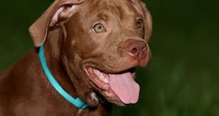 How many puppies do pitbulls have. How Did Pit Bulls Get Such A Bad Rap Cesar S Way