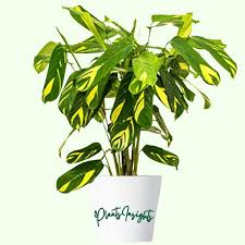 Image result for Ktenante Ctenanthe