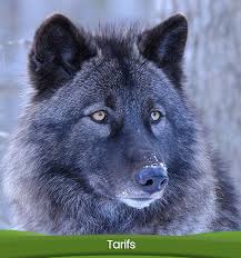 Les animaux sauvages posent des exigences spéciales en termes de détention et de soins. Familizoo