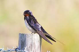 Oui je sais, le dire dans de tels termes est limite une insulte pour une telle auteure, elle qui use et abuse de ces mots si joliment savoureux et désuets. Hirondelle Rustique Description De L Oiseau Photos Instinct Animal