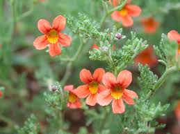 Image result for Jamesbrittenia burkeana