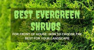 Whatever you choose, shrubbery should be considered in every landscape. Best Evergreen Shrubs For Front Of House How To Choose The Best For Your Landscape Garden Ambition