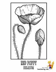 Papaver rhoeas, known variously as the flanders poppy, corn poppy, red poppy and corn rose. Auspicious Official Flowers Coloring Of Nations Afghanistan Burund