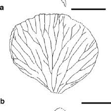 Image result for Marsileaceae