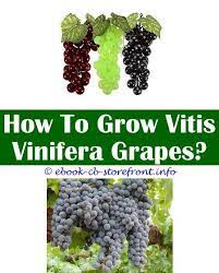 14 Stunning How To Grow Black Hamburg Grape Grape Growing Trellis Growing Grapes Growing Vines