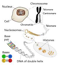 Animal cells have a number of organelles and structures that perform specific functions for the cell. Dna Extraction Let S Talk Science