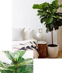 Colección de alexandra gasparutti • última actualización: Descubre Como Decorar Tu Casa Con Plantas De Interior Alicia Mesa