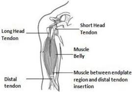 Muscle charts of the human body for your reference value these charts show the major superficial and deep muscles of the human body. An Anatomical Portrait Of Human Upper Arm Bicep Brachii Muscle Download Scientific Diagram