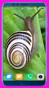 Turbo 2013 movie hd wallpaper, snail wallpaper, blue, representation. Download Snail Wallpaper Best 4k Free For Android Snail Wallpaper Best 4k Apk Download Steprimo Com