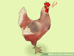 How To Color Chickens Chickens Color Animals