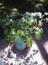 N = number of infected leaves per plant; Drooping Wilty Potato Plant