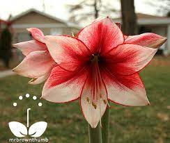 Amaryllis Charisma Hippeastrum Amaryllis Flowers Amaryllis Showy Flowers