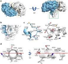 identification of an amphipathic peptide sensor of the