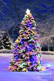 Christmas Tree In Snow Photograph By Elena Elisseeva Christmas Tree Photography Christmas Tree Outside Christmas Lights