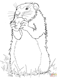 coloriage marmotte qui mange une pomme coloriages a imprimer gratuits merci professeur