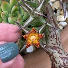 Image result for Orbea schweinfurthii