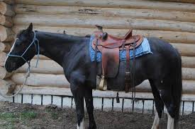 Used saddles will have many advantages such as already being broken in and the leather may be a little softer, making the ride a little smoother. You Re Sitting On His Kidneys Get Off