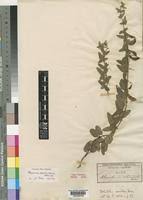 Image result for Rhynchosia totta