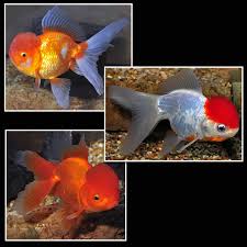 We did not find results for: Oranda Fancy Goldfish Assorted Tropical Fish For Freshwater Aquariums