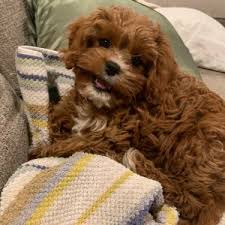 Cute, cuddly and ready to begin life's adventures!! Home Grandeur Valley Puppies