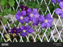Also suitable for small spaces or containers. Clematis Leather Image Photo Free Trial Bigstock