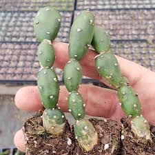Image result for Opuntia