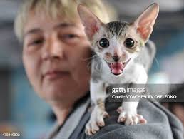 349 Oriental Cats Stock Photos, High-Res Pictures, and Images