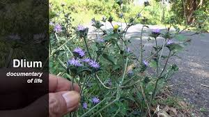 Image result for Elephantopus scaber