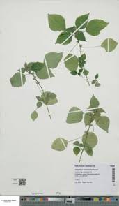 Image result for Acalypha brachystachya