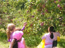Hours may change under current circumstances Pick Your Own Fruit In And Around Fairfield County Season By Season Kids Out And About Fairfield County Ct