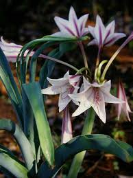 Image result for Crinum lugardiae