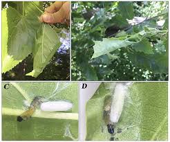 Image result for Archips rosanus