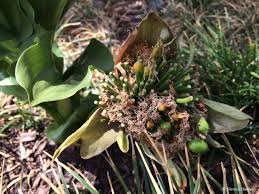 Image result for Scadoxus puniceus