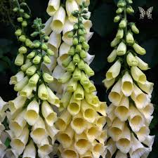 A few foxgloves are perennial, but they aren't reliable and so are best treated as biennials too. Yellow Spear Foxglove Seeds Perennial Flower Seeds