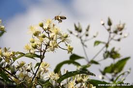 Der fruchtständebestellt und hoffe das sie diesen jahr noch. Blute Der Gewohnliche Waldrebe Clematis Vitalba Mit Biene Euregio Im Bild