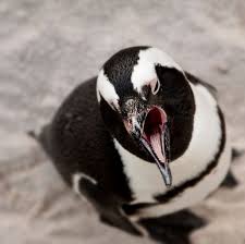 Check spelling or type a new query. 14 Fun Facts About Penguins Science Smithsonian Magazine
