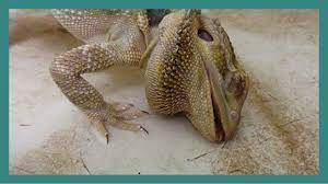 Bearded dragon, central bearded dragon, inland bearded dragon. Petco Petsmart Are Lying To You Youtube