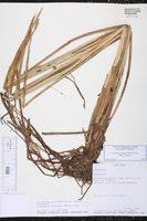 Image result for Eleocharis acutangula