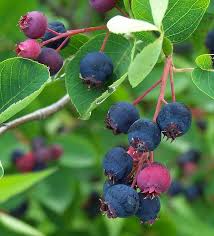 Image result for indiánská borůvka obrázek