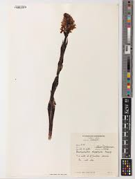 Image result for Brachycorythis velutina