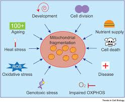 Check spelling or type a new query. The Good And The Bad Of Mitochondrial Breakups Trends In Cell Biology