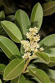 Image result for Ozoroa