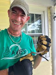 Medium superworms for CB yellow giant babies?