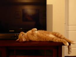 So the answer is that yes, cats can eat pork. How To Do A Food Allergy Elimination Diet For Your Cat By Kate Kalcevich Medium