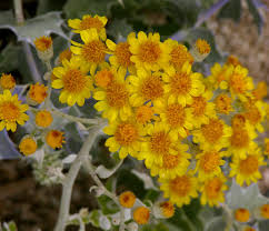 Image result for Senecio pachyrhizus