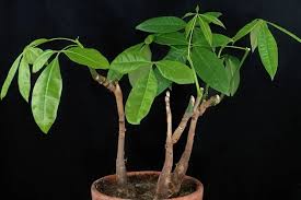 Dec 23, 2016 · if you saw a money tree, or pachira aquatica, in its native habitat of central and south american swamps, you probably wouldn't recognize it. Guide On Money Tree Plant Care Pachira Aquatica Urbanorganicyield Com
