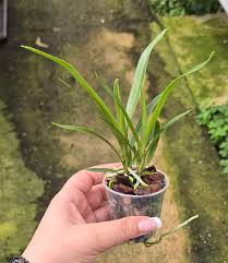 Image result for Angraecum calceolus